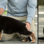 Farley German Shepherd Puppy