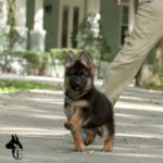 Franki Canine Extreme a Female GSD puppy