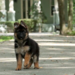 Franki Canine Extreme a Female GSD puppy