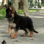 Franki Canine Extreme a Female GSD puppy