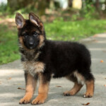 Franki Canine Extreme a Female GSD puppy