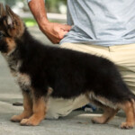 Franki Canine Extreme a Female GSD puppy
