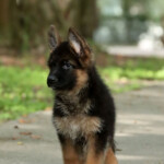 Franki Canine Extreme a Female GSD puppy
