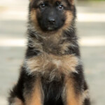 Franki Canine Extreme a Female GSD puppy