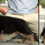 Franki Canine Extreme a Female GSD puppy