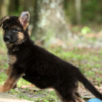 Furby Canine Extreme, Female GSD puppy