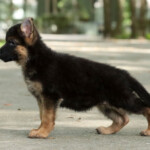 Furby Canine Extreme, Female GSD puppy