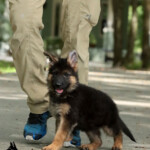 Furby Canine Extreme, Female GSD puppy