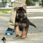 Furby Canine Extreme, Female GSD puppy