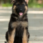 Furby Canine Extreme, Female GSD puppy