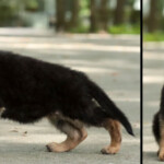 Furby Canine Extreme, Female GSD puppy