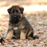 Sable German Shepherd puppy lying in the grass, part of G litter at Canine Extreme