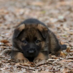 Close-up of sable German Shepherd puppy from the G litter at Canine Extreme