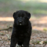 German Shepherd puppies from the G litter, one sable and one black, side by side at Canine Extreme