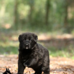 Black German Shepherd puppy standing on training field at Canine Extreme