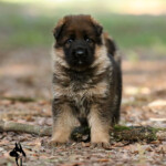 Sable male German Shepherd puppy from the H litter at Canine Extreme
