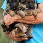 German Shepherd puppies from H litter, sable males side by side