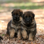 Two sable German Shepherd male puppies from Infinity and Quai’s H litter
