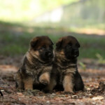 Pair of sable German Shepherd puppies playing together, H litter