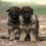 German Shepherd sable male puppy looking curious at Canine Extreme