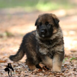 Sable German Shepherd puppy standing alert in the yard, H litter