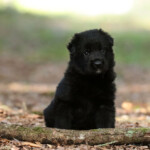 Black female German Shepherd puppy lying in the grass, H litter