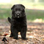Black German Shepherd puppy sitting outdoors, Canine Extreme H litter