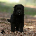Black female German Shepherd puppy close-up from H litter Canine Extreme