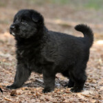 Black German Shepherd puppy resting on training field, H litter