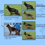 German shepherd pedigree for the H' canine Extreme litter 2025