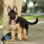 Red and black German Shepherd puppy standing outdoors in Florida.