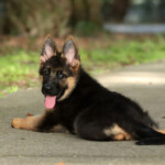 Red and black German Shepherd puppy looking at the camera.