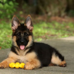 Red and black German Shepherd puppy sitting outdoors in sunlight.