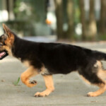 Red and black German Shepherd puppy walking forward.