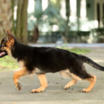 Red and black German Shepherd puppy trotting outdoors.