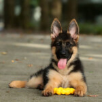 Red and black German Shepherd puppy holding a toy ball.