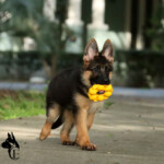 Red and black German Shepherd puppy running toward camera.