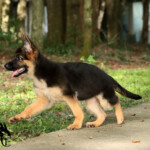 Red and black German Shepherd puppy mid-step while playing.
