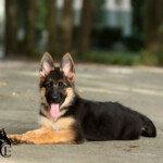 Red and black German Shepherd puppy laying down outdoors.