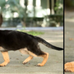 Flora, A female German Shepherd puppy for sale in Florida.