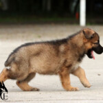 Groot out for a walk during her photo session in florida.