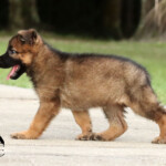 Female German Shepherd puppy standing in green grass in Florida.