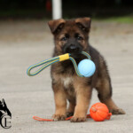 Female German Shepherd puppy playing with toys outdoors.