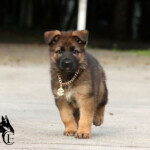 Female German Shepherd puppy walking proudly in Halloween costume.