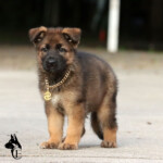 Female German Shepherd puppy posing in gold accessories for Halloween.