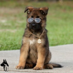 German Shepherd puppy wearing gold chain and sunglasses for Halloween.
