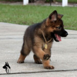 Female German Shepherd puppy wearing Halloween necklace.