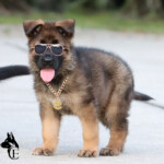 Female German Shepherd puppy wearing sunglasses in Florida sunshine.