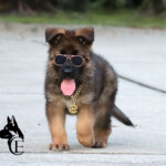 Female German Shepherd puppy with Halloween pumpkins in Florida.