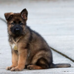 Close-up of female German Shepherd puppy in Halloween costume with gold chain.